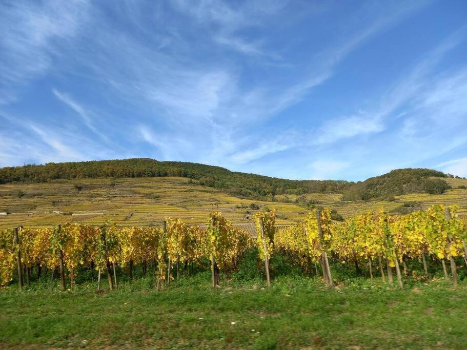S'Gleina Gleck, In The Heart Of A Wine City, Charmant Studio 1 Piece Et 1 Salle De Bain Kaysersberg-Vignoble Екстериор снимка